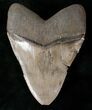 Heavy Megalodon Tooth With Serrations #16397-2